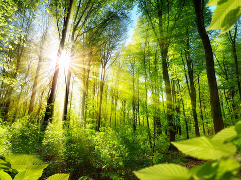 Modern Forest Exterior Sunlit and Green