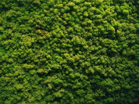 green plant wall moss natural moss plant wall