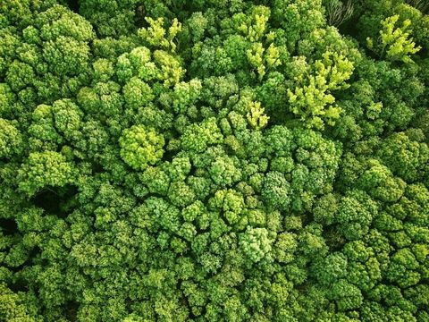 green plant wall moss natural moss plant wall