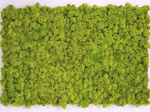 Natural moss plant wall