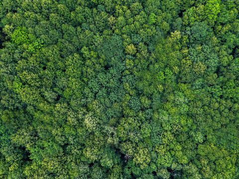 Green Forest Top View