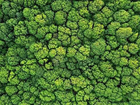 Race Wind Tree Group Green Forest Top View