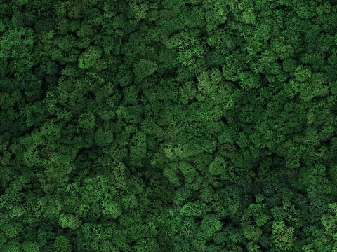 Race Wind Tree Group Green Forest Top View Forest Top View