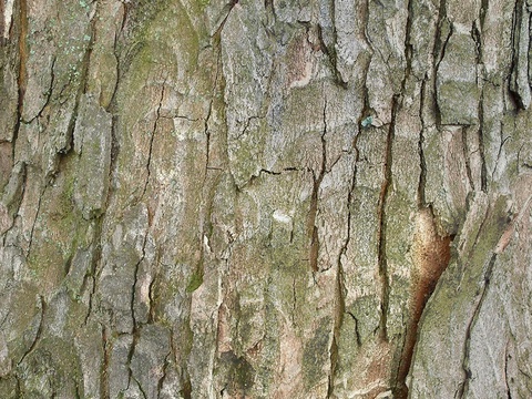 Seamless cracked dried bark texture