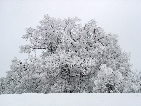 Winter snow countryside landscape scenery