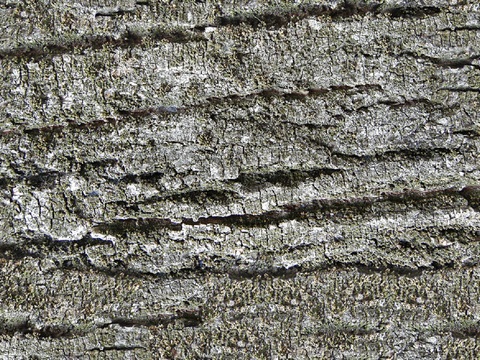 Seamless cracked dried bark texture