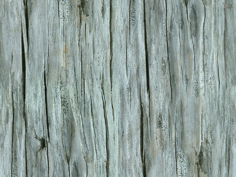 Seamless cracked dried bark texture