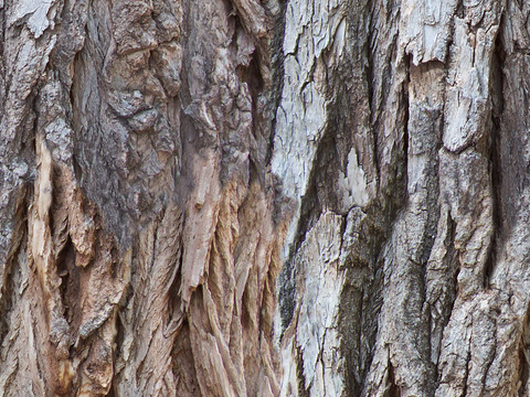 Seamless cracked dry bark trunk texture