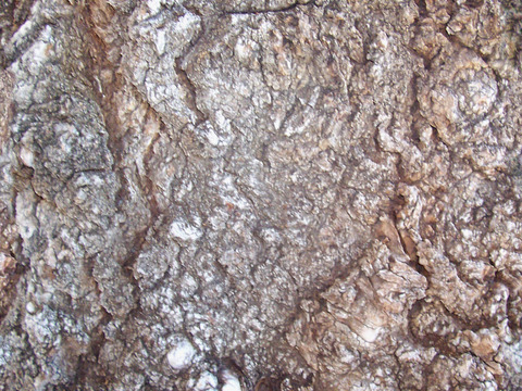 Seamless cracked dry bark trunk texture