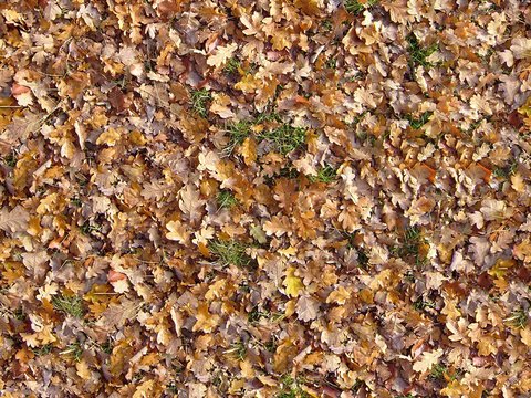 Seamless yellow dead branches and deciduous leaves turf grass lawn road ground