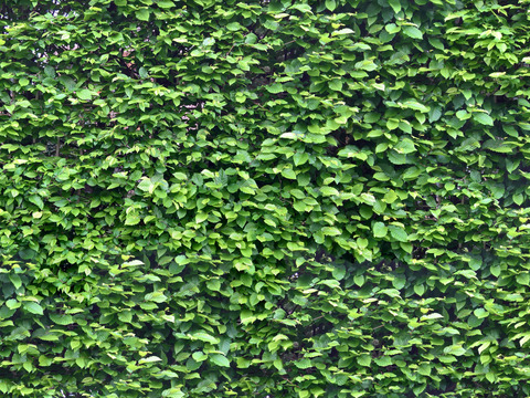 Seamless Green Landscape Grassland Shrub Plant Tree Fence Wall