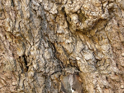 Seamless cracked dried bark texture