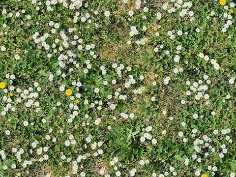 Seamless Garden Courtyard Garden Field Little Daisy Flowers Green Plant Lawn Grass Turf Ground