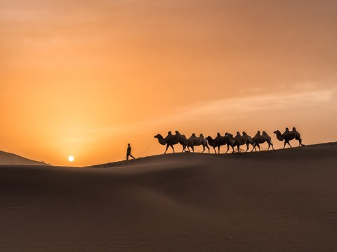 Desert Camel Exterior in the Sunset