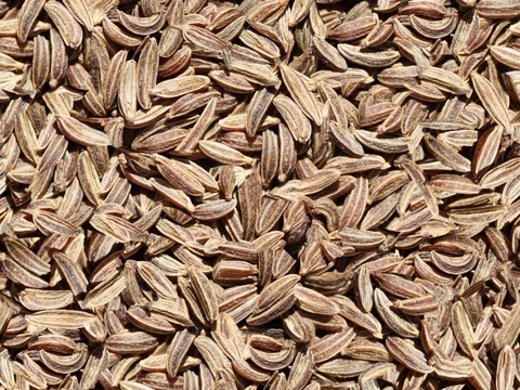 grain seed