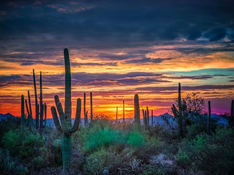 Evening Cactus Exterior