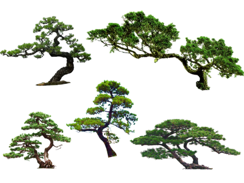 Modeling Pine PNG Free Pohan Pine Black Pine Welcome Pine Modeling Tree Ornamental Tree Landscape