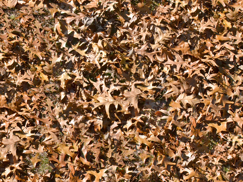 Seamless yellow dead branches and deciduous leaves turf grass lawn road ground