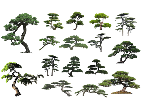 Black Pine PNG Free Styling Pine Luo Han Pine Yingke Pine Styling Tree Ornamental Tree Landscape