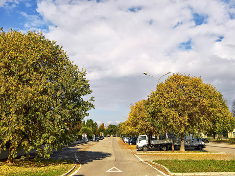 Autumn trees street pavement scenery