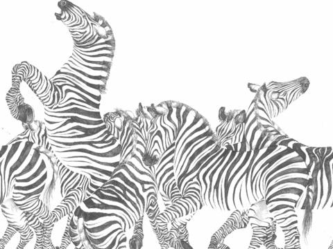 gray zebra animal wallpaper