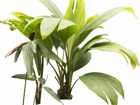 Free material often free material evergreen trees tropical plants green trees tropical plants