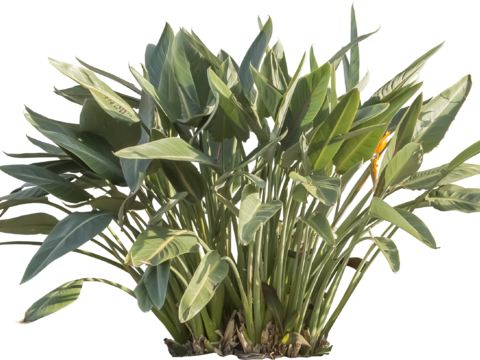 Buckle-free material evergreen trees Buckle-free material evergreen trees tropical plants tropical plants