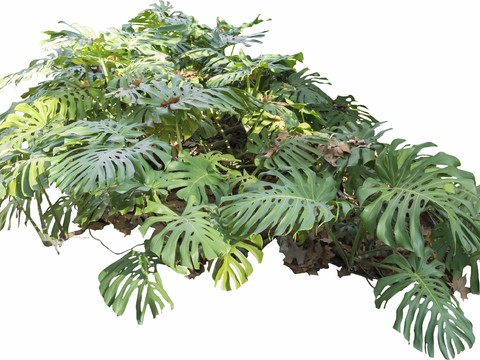 Buckle-free material evergreen trees tropical plants