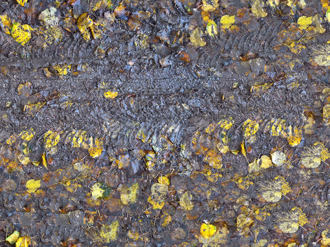 Seamless yellow dead branches and deciduous leaves turf grass lawn road ground