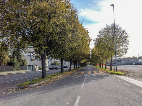 Autumn trees street pavement scenery