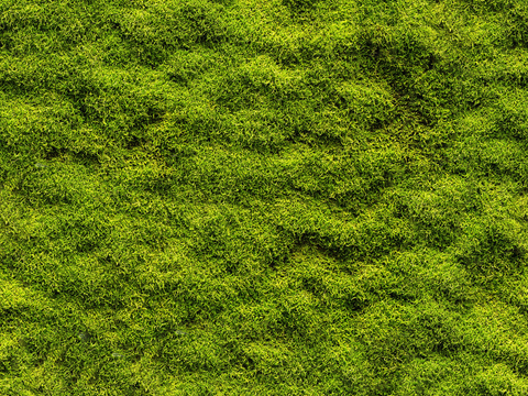 HD Seamless Moss