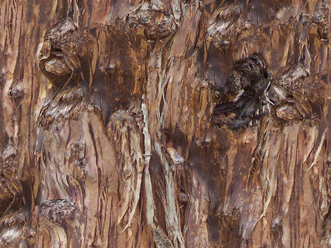 Seamless cracked dry bark trunk texture