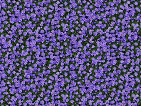 Seamless purple flower flower wall vegetation