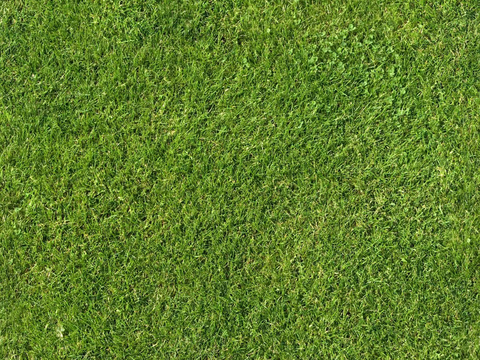 Seamless Green Lawn