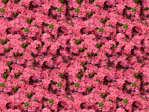 Seamless pink flower wall vegetation