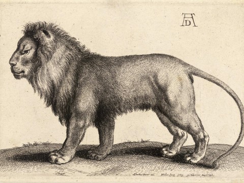 World-class master works lion sketch painting works