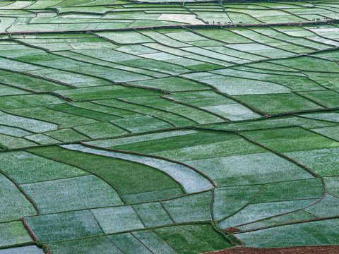 Bird's-eye view of farmland rice field vegetable garden background rural rice field wheat field texture