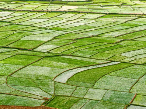 Country Rice Field Wheat Field Texture Farmland Farm Top View Bird's Eye View Farmland Rice Field Vegetable Garden Background