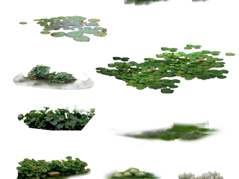 Aquatic plants water lily lotus psd free pick lotus green lotus leaf lotus water lily