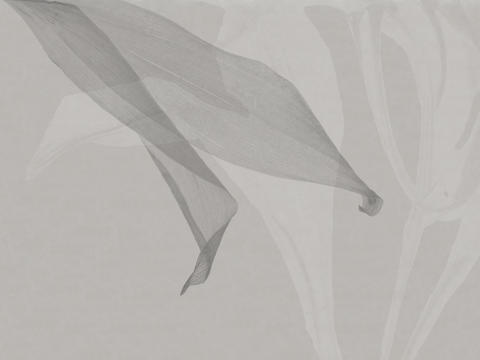 gray leaves wallpaper