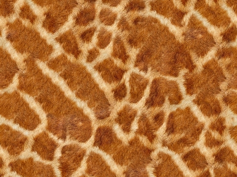 seamless animal fur giraffe fur