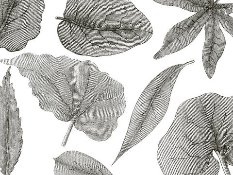 gray leaves wallpaper