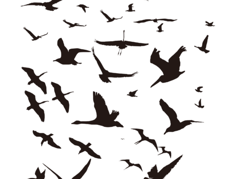 modern bird silhouette dove swallow peace dove flying bird animal