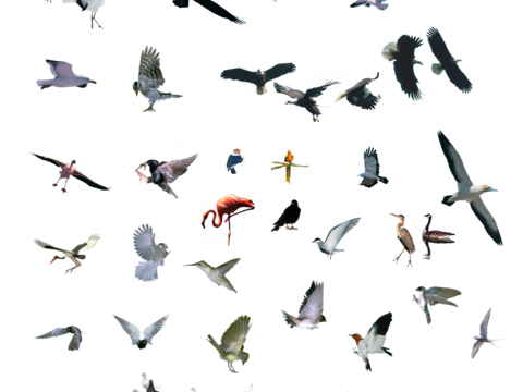 PNG Dig-free Pigeon Swallow Peace Pigeon Flying Bird Animal