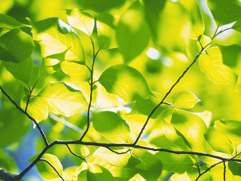 Modern Transparent Leaves Exterior