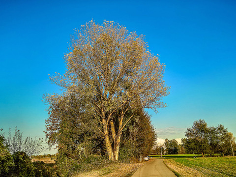 Rural landscape landscape