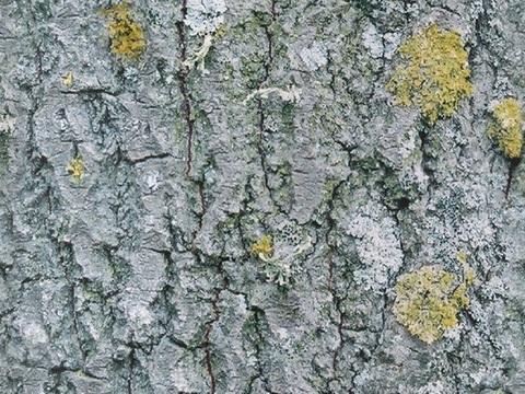 Seamless cracked dried bark texture