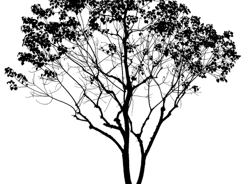 Tree silhouette