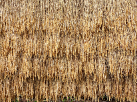 thatched straw roof