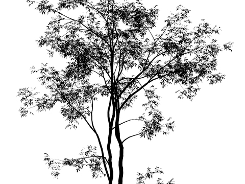 Black and White Tree Shadows